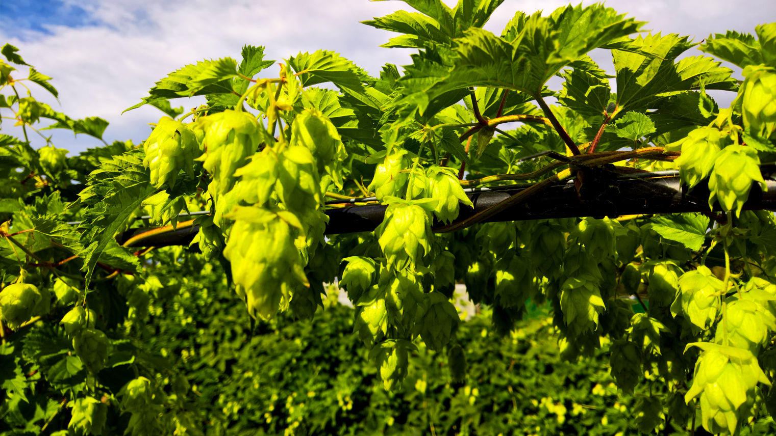 Bombastic Hop Plants