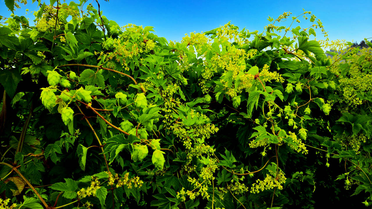 Motueka Hop Plants