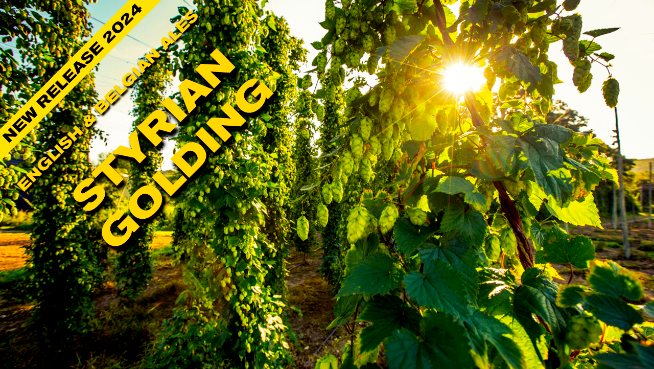 Styrian Golding Hop Plants For Sale