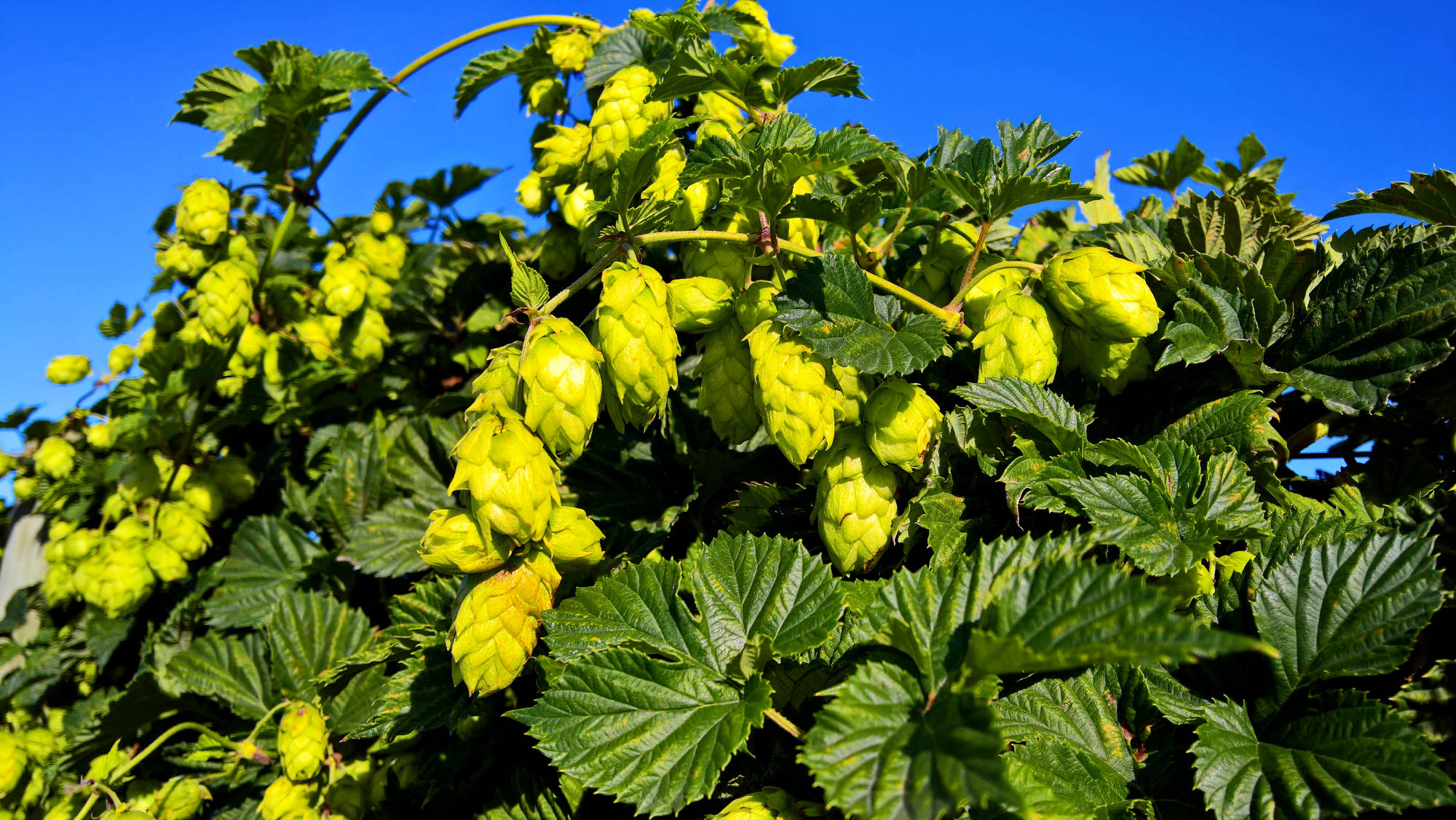 Bombastic Hop Plants