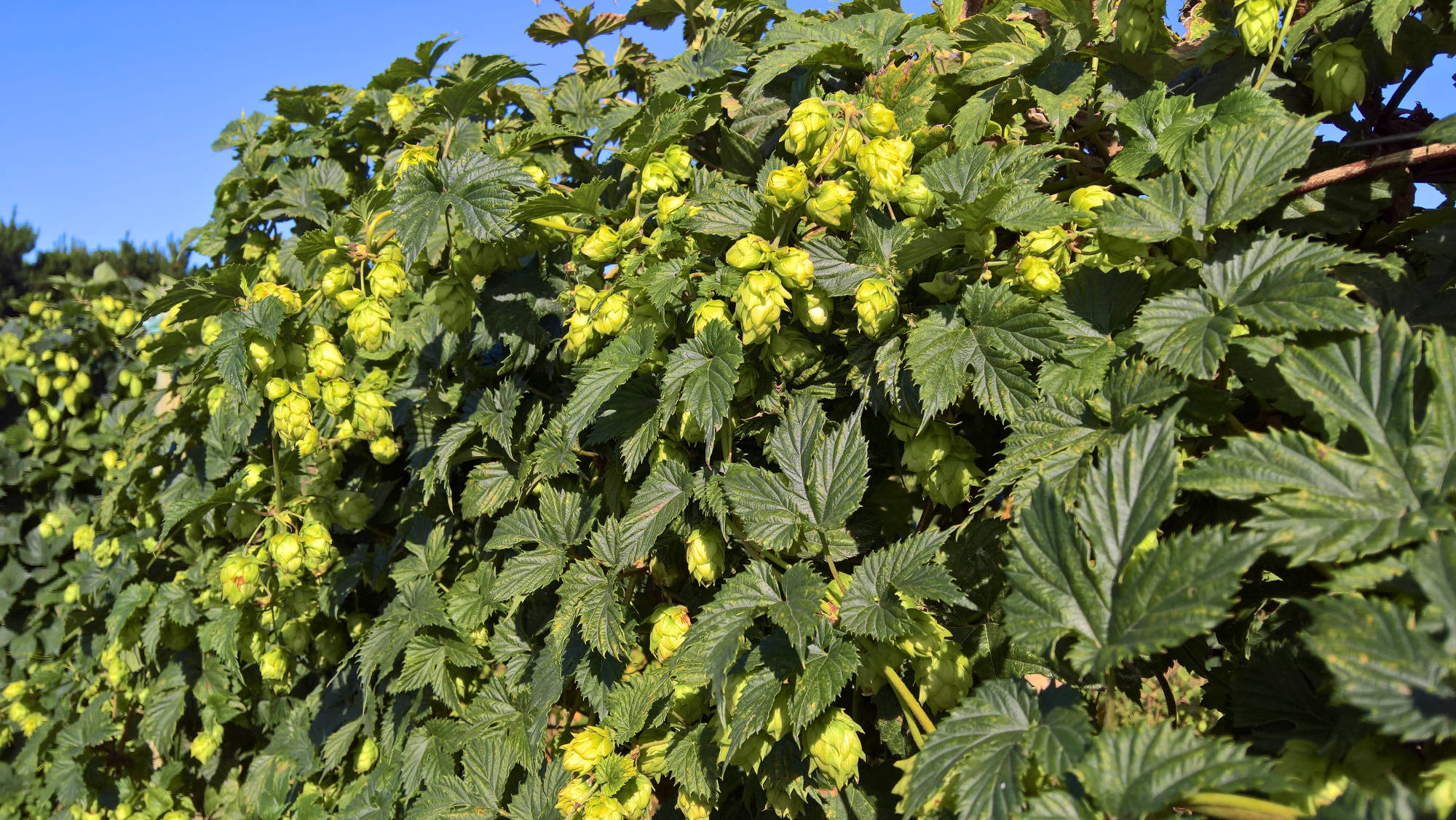 Bombastic Hop Plants