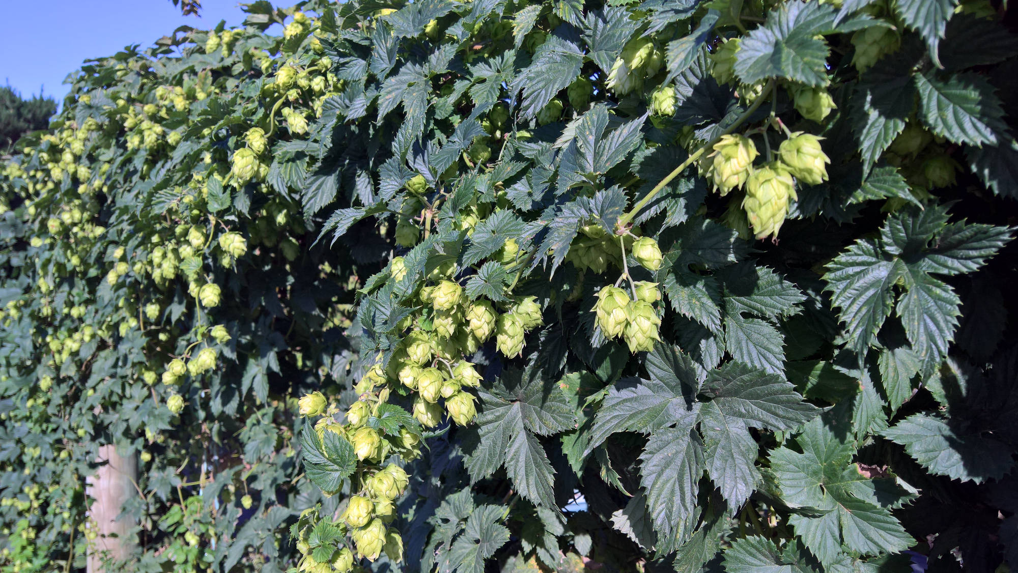 Bombastic Hop Plants