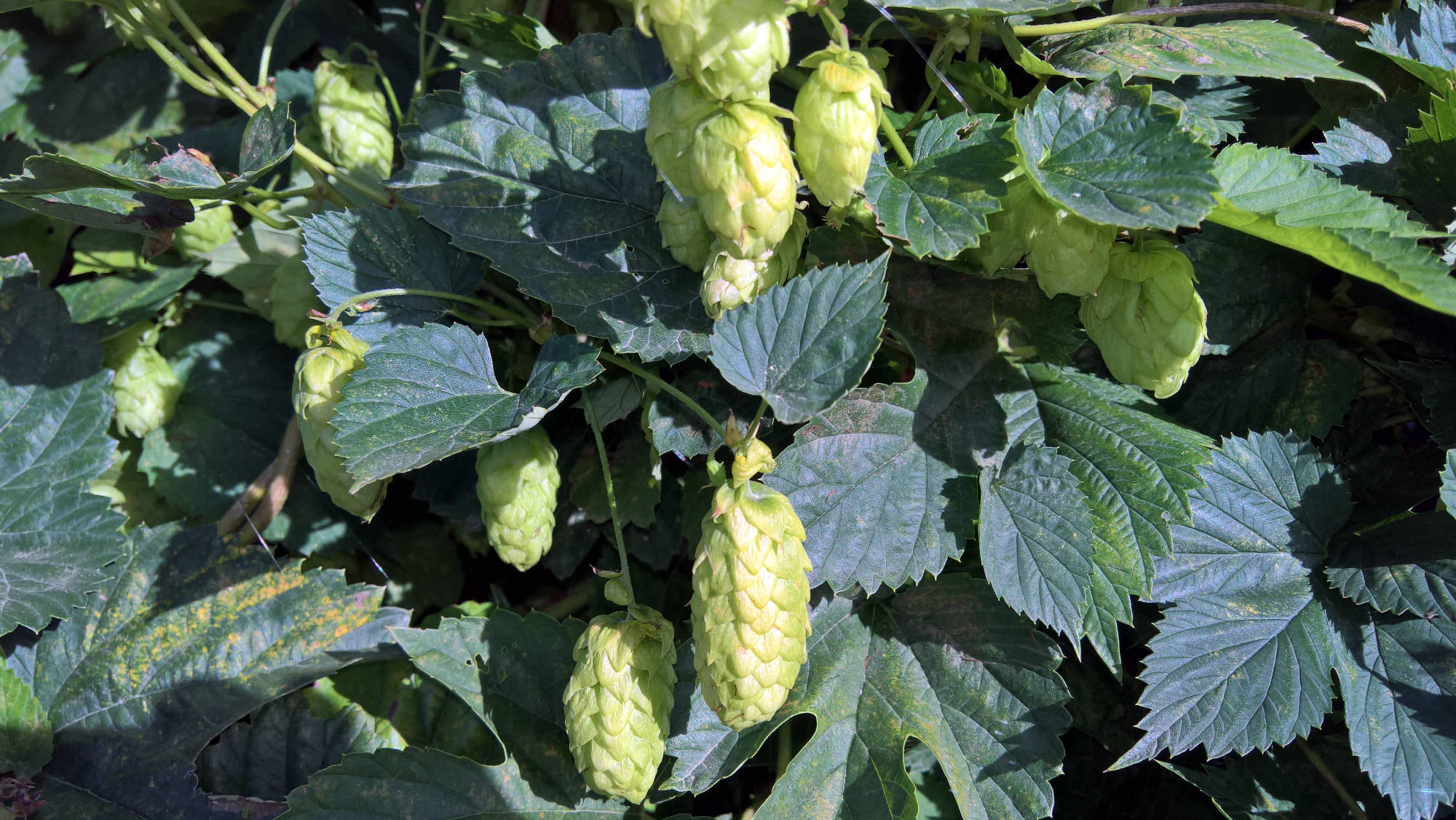 Bombastic Hop Plants