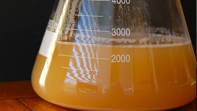 Yeast Starter