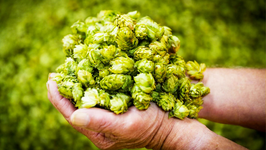 Guide to Dry Hopping