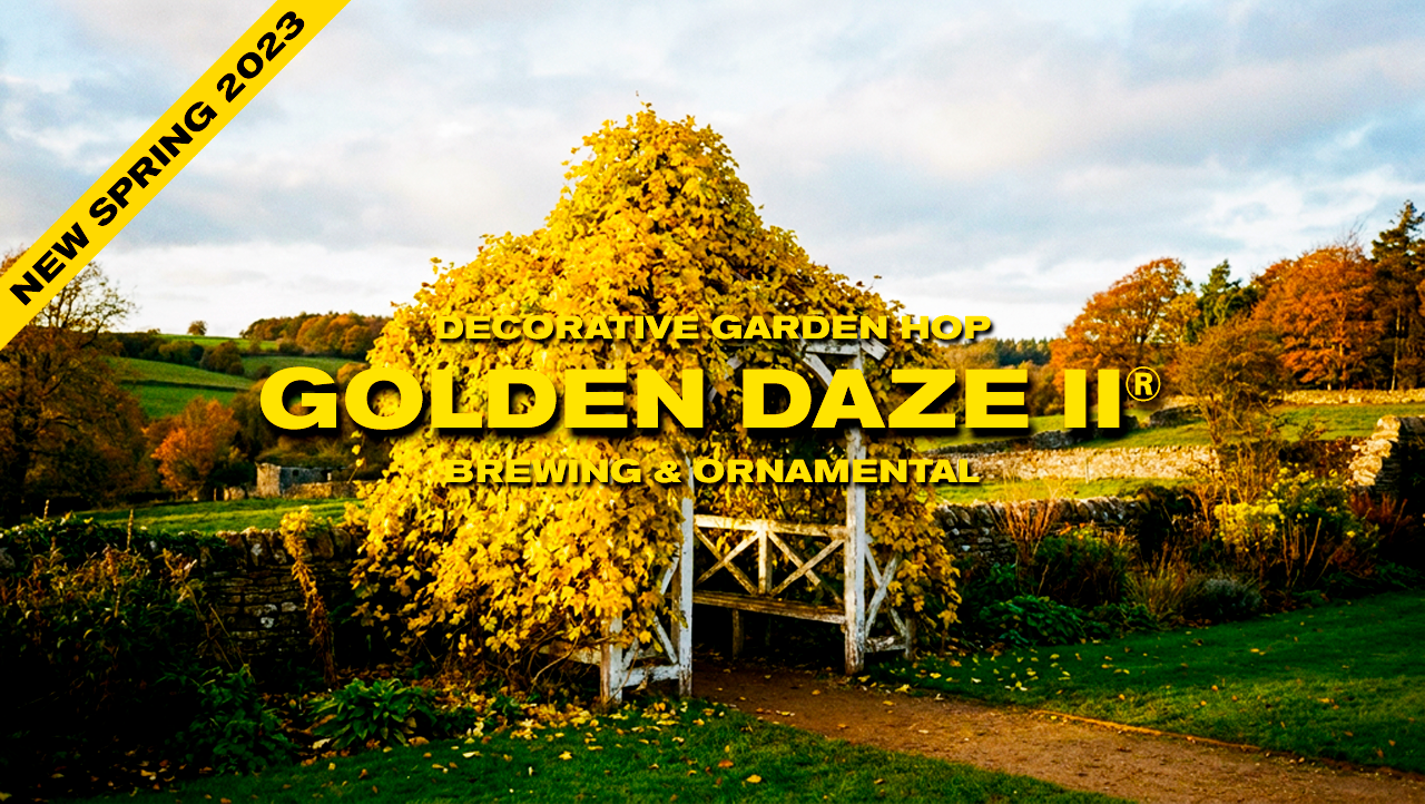 Golden Daze Hop Plants For Sale