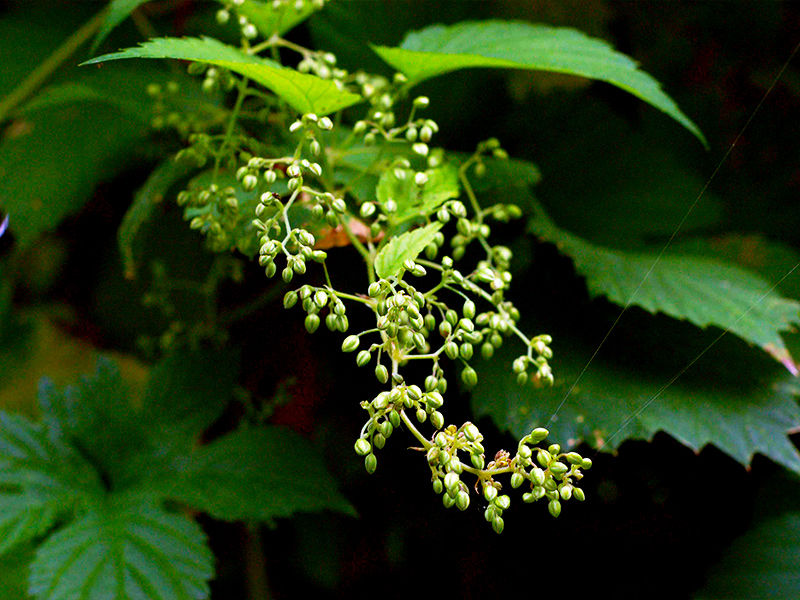 HOP FLOWERS MALE