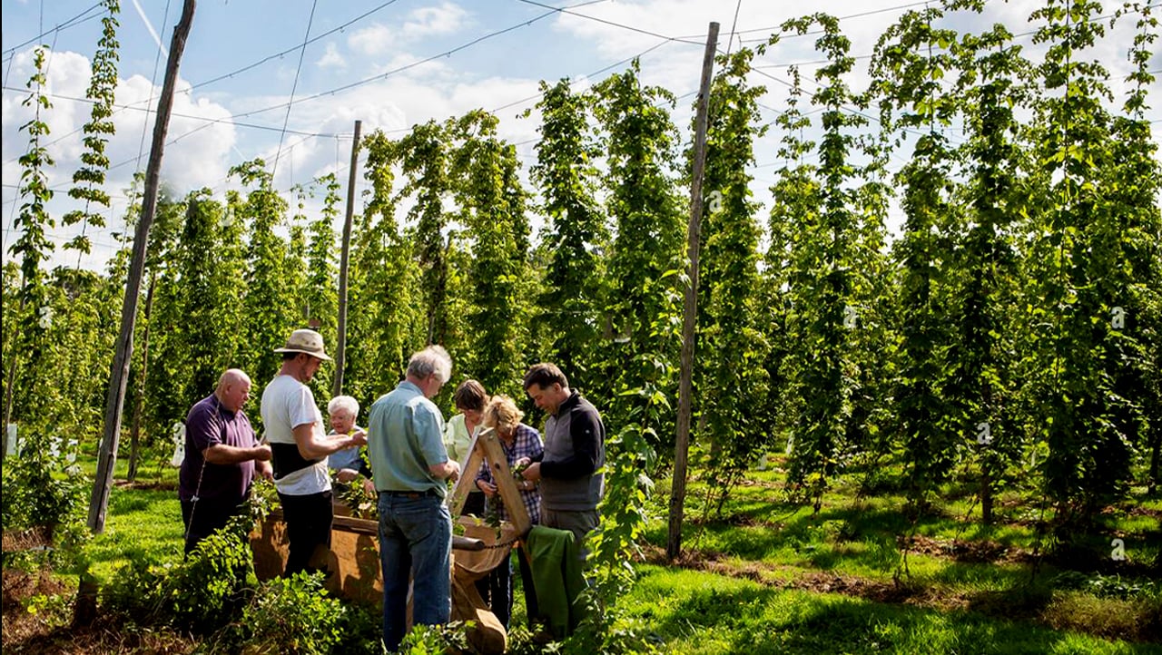 HOP PICKING - LARKINS FARM