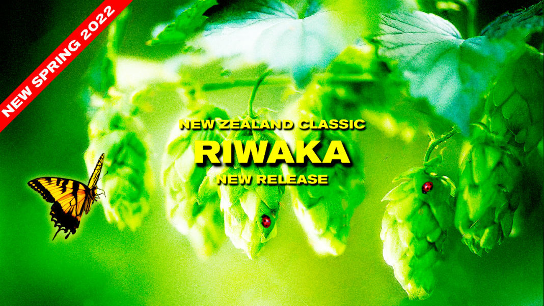 Riwaka Hop Plants for Sale