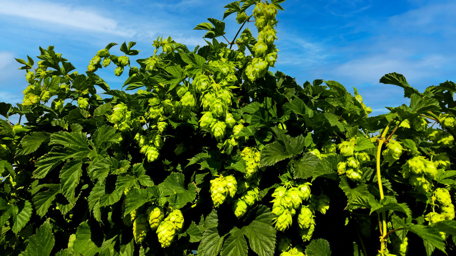 Wakatu Hops