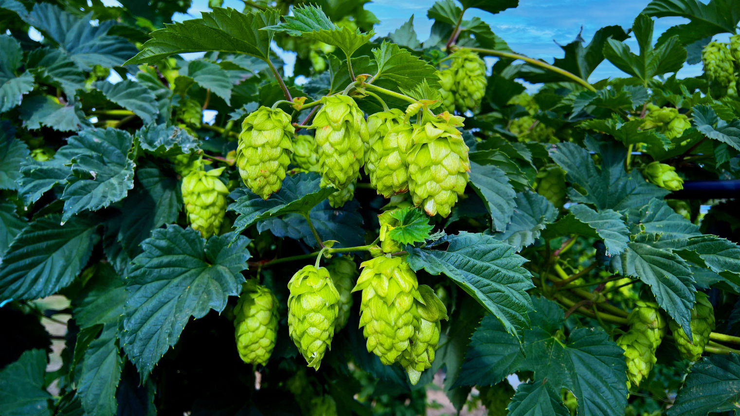 Wakatu Hops