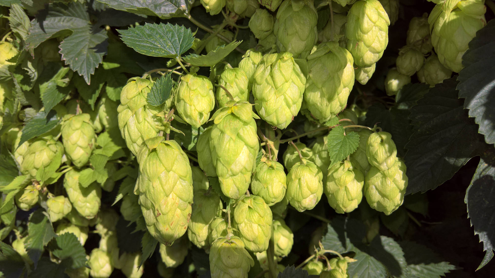 Tropadelic Hops