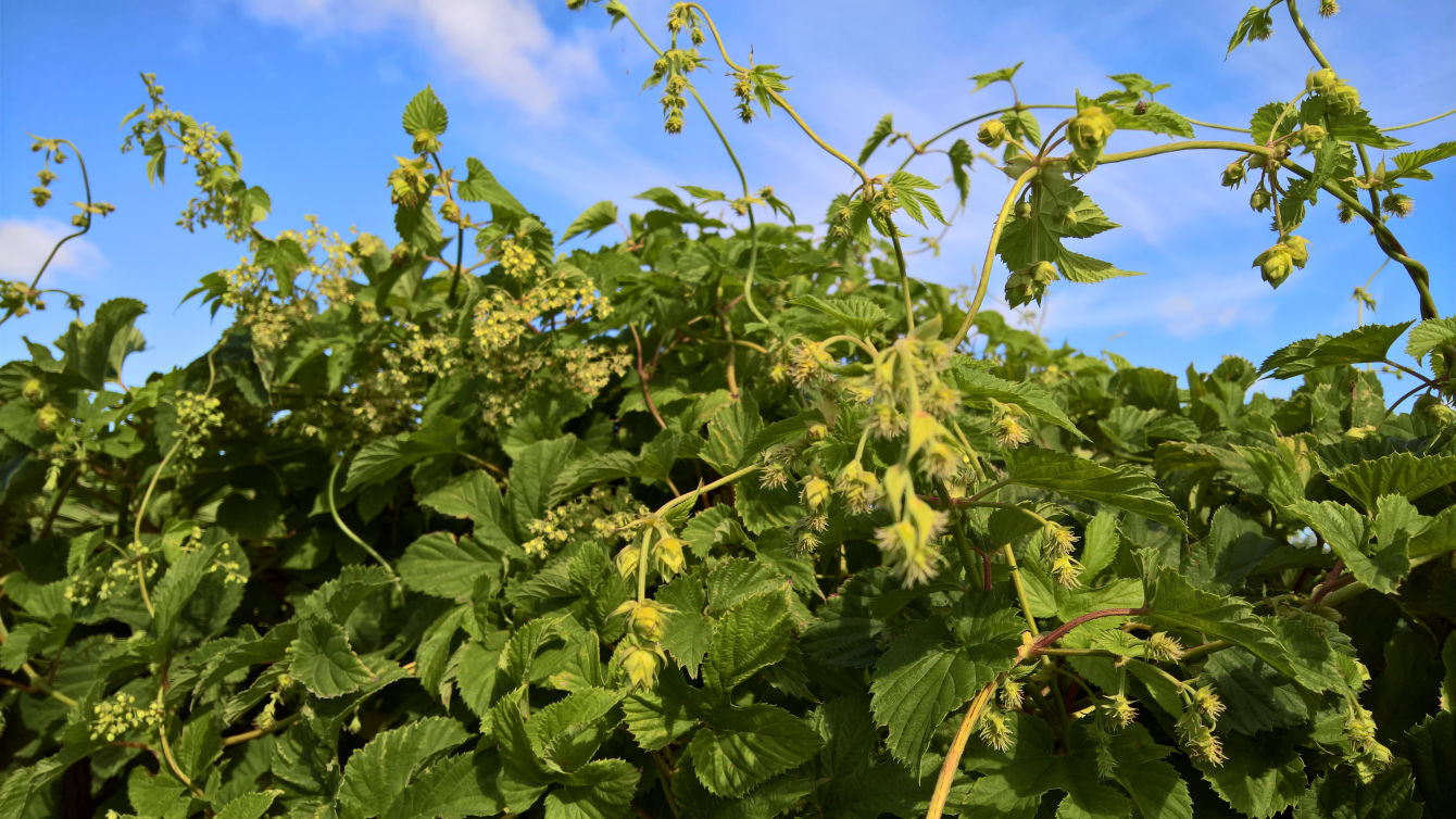 MALE & FEMALE HOP FLOWERS 28 JAN 2022: TD 103M & MOTUEKA